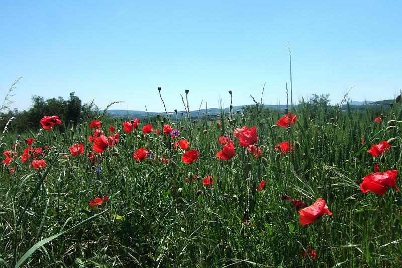 2011-05- (363).JPG